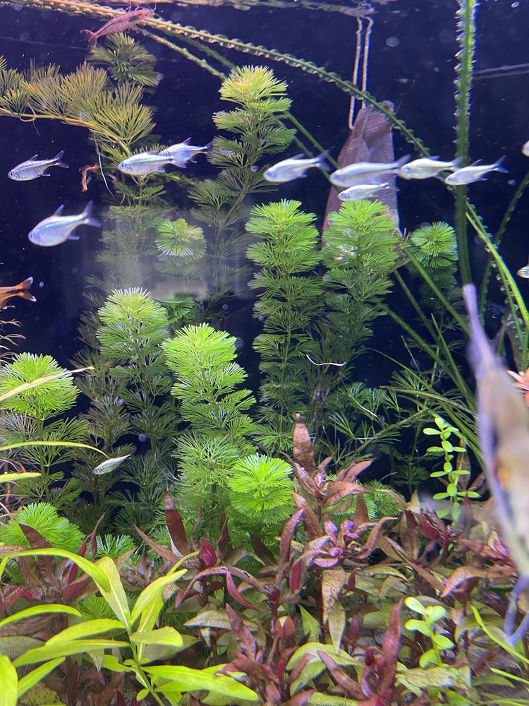 Roslinki z mojego akwarium