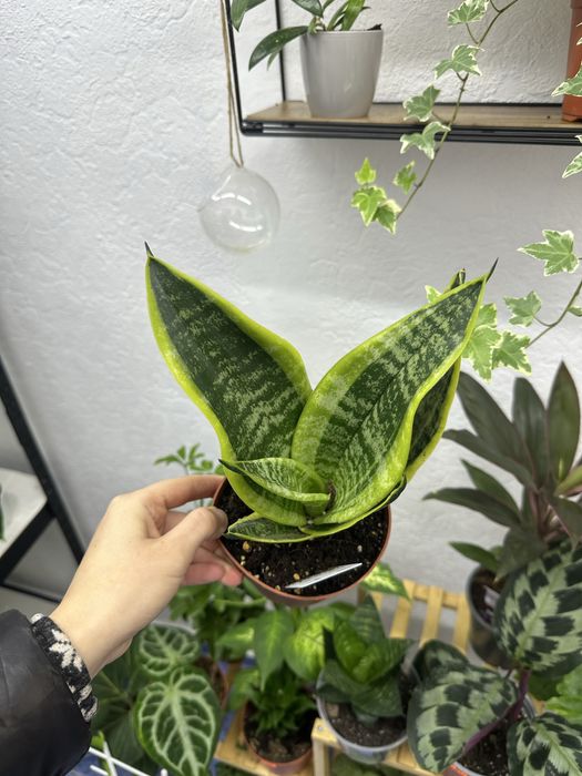 кімнатні квіти рослини