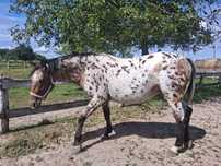Sprzedam fenomenalna klacz