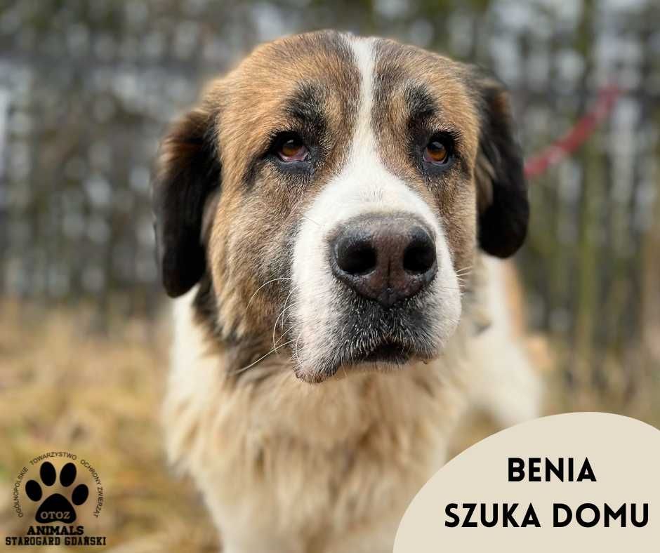 Beńka w typie Bernardyna szuka domu