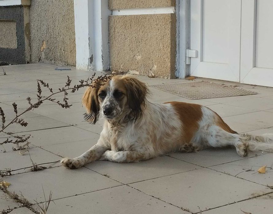 Віддам в добрі руки