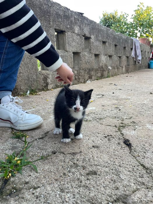 Gatinhos para adoção responsável
