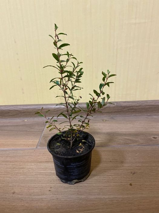 Сортовый Гранат Карфаген редкий декоративный