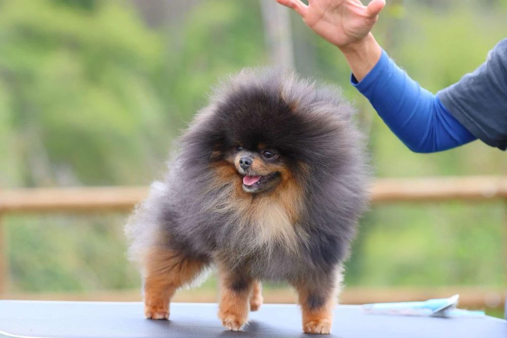 Macho pomerania (spitz anao ) blue tan