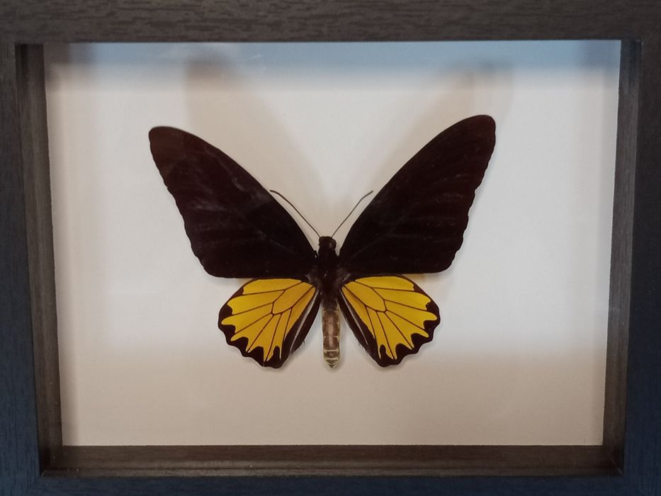 Motyl w ramce 17x22 cm . Troides Helena .