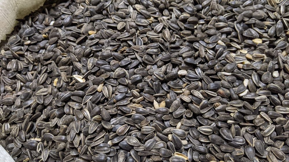 Słonecznik czarny 20kg pokarm dla ptaków