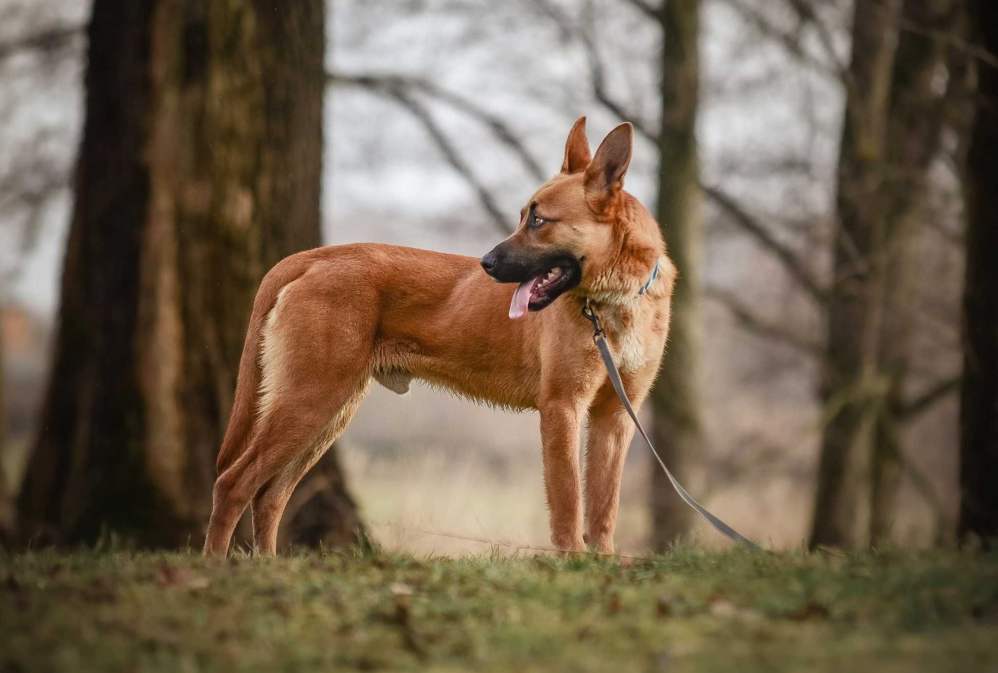 Baxter - energiczny psi psystojniak szuka domu z ogrodem ADOPCJA