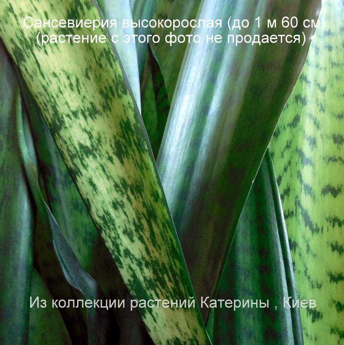 продаются аубрутиана среднерослая и высокорослая сансевиерии