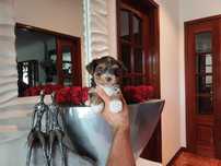 Yorkshire Terrier  Miniatura " FEMEA CHOCOLATE TAN TRICOLOR"