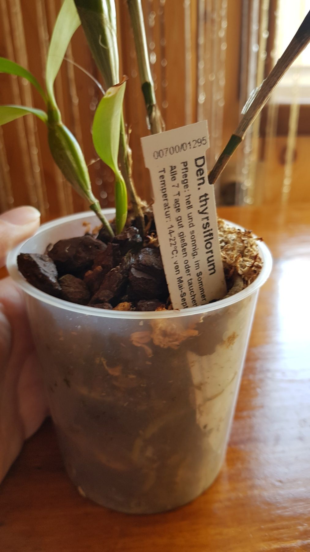 Продам Dendrobium thyrsiflorum . Дорослий, вік цвітіння, багато корені