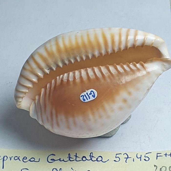 Cypraea Guttata 57,45 mm