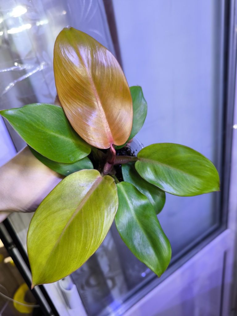 Філодендрон Prince Orange, антуріум Silver Blush, сциндапсус Pictus Tr