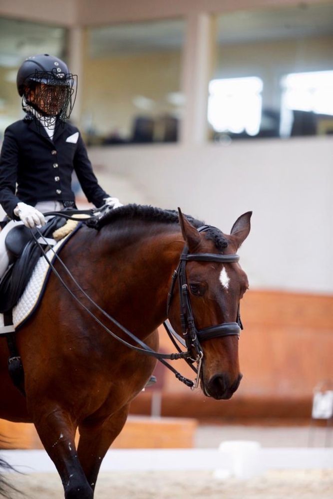 Cavalo puro sangue lusitano com 1,63 m para curso TGE