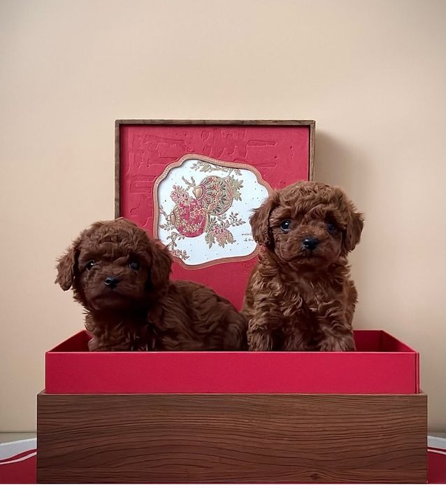 Хлопчик красунчік і дівчинка няшна.той пуделята !