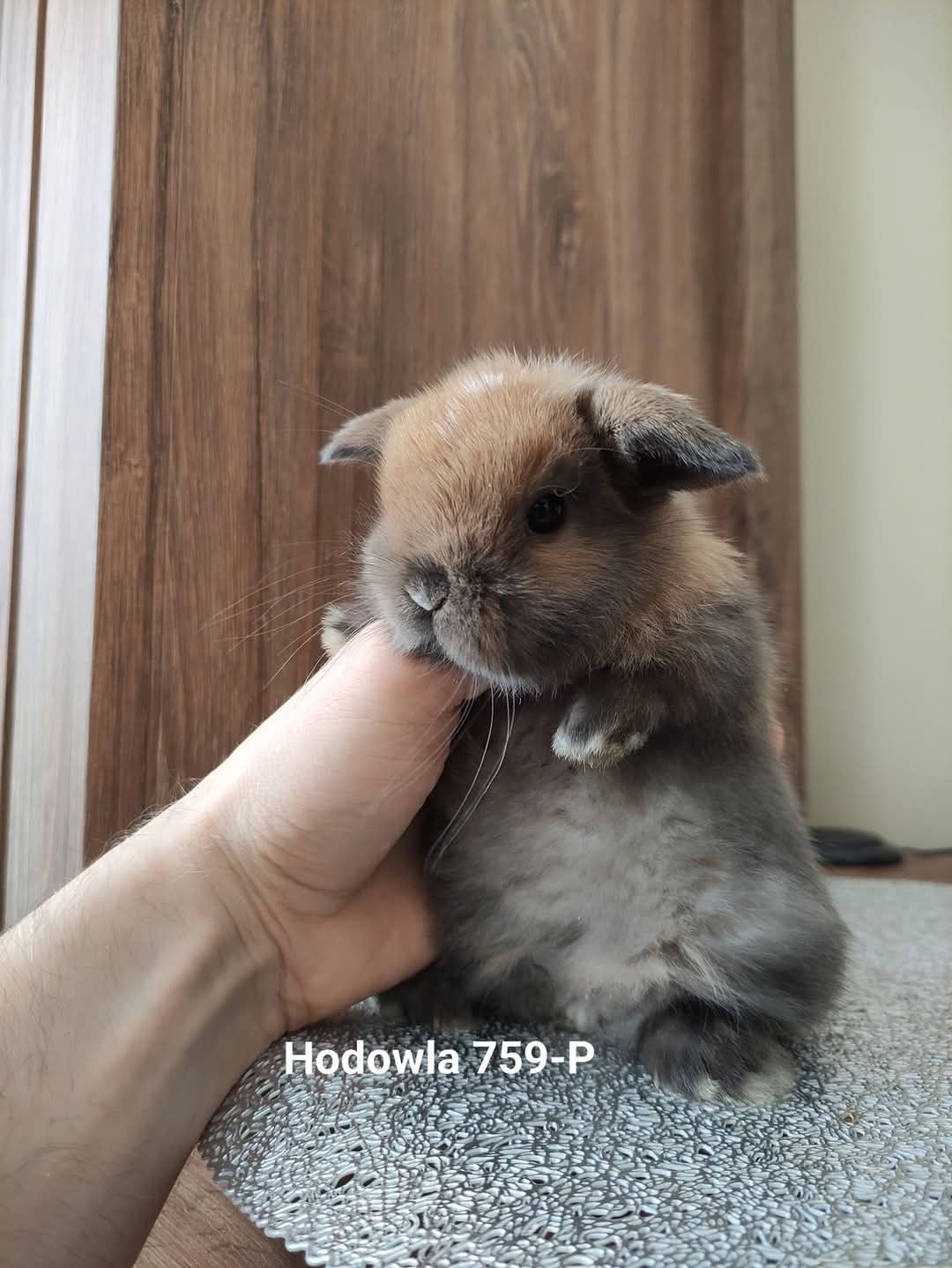 Mini lop króliki karzełek miniaturka baranek