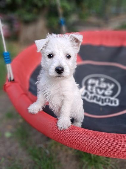 West highland white terrier