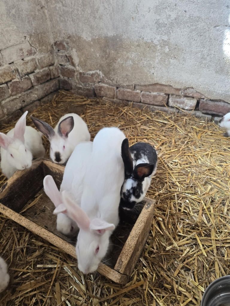 Sprzedam młode króliki
