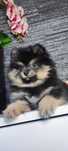 Pomeranian szpic miniaturowy Czarny Podpalany obydwoje rodzice FCI