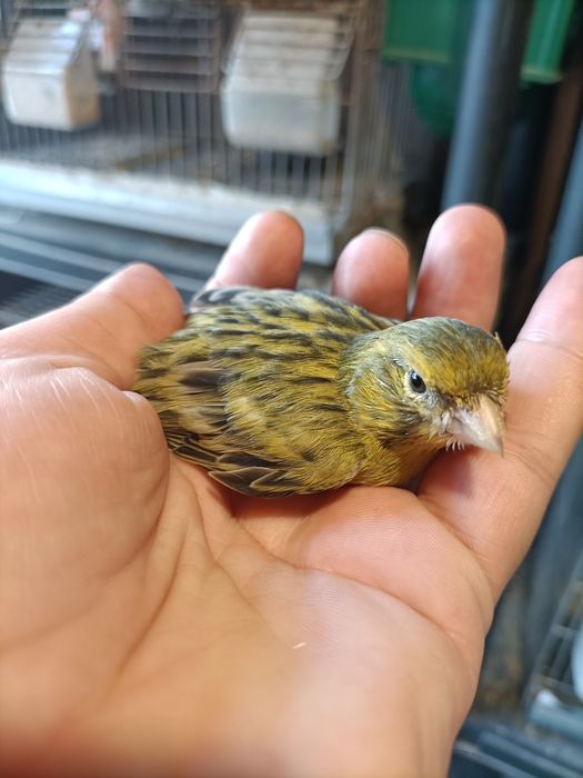 Canários várias raças