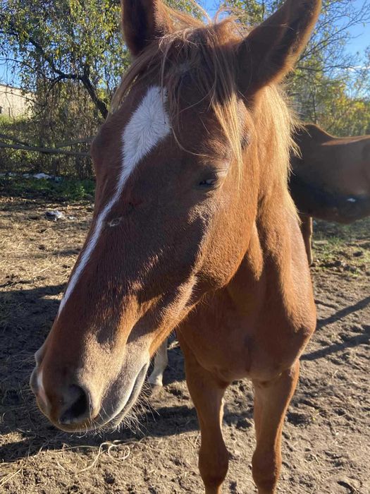 Sprzedam ogiera Tajfuna