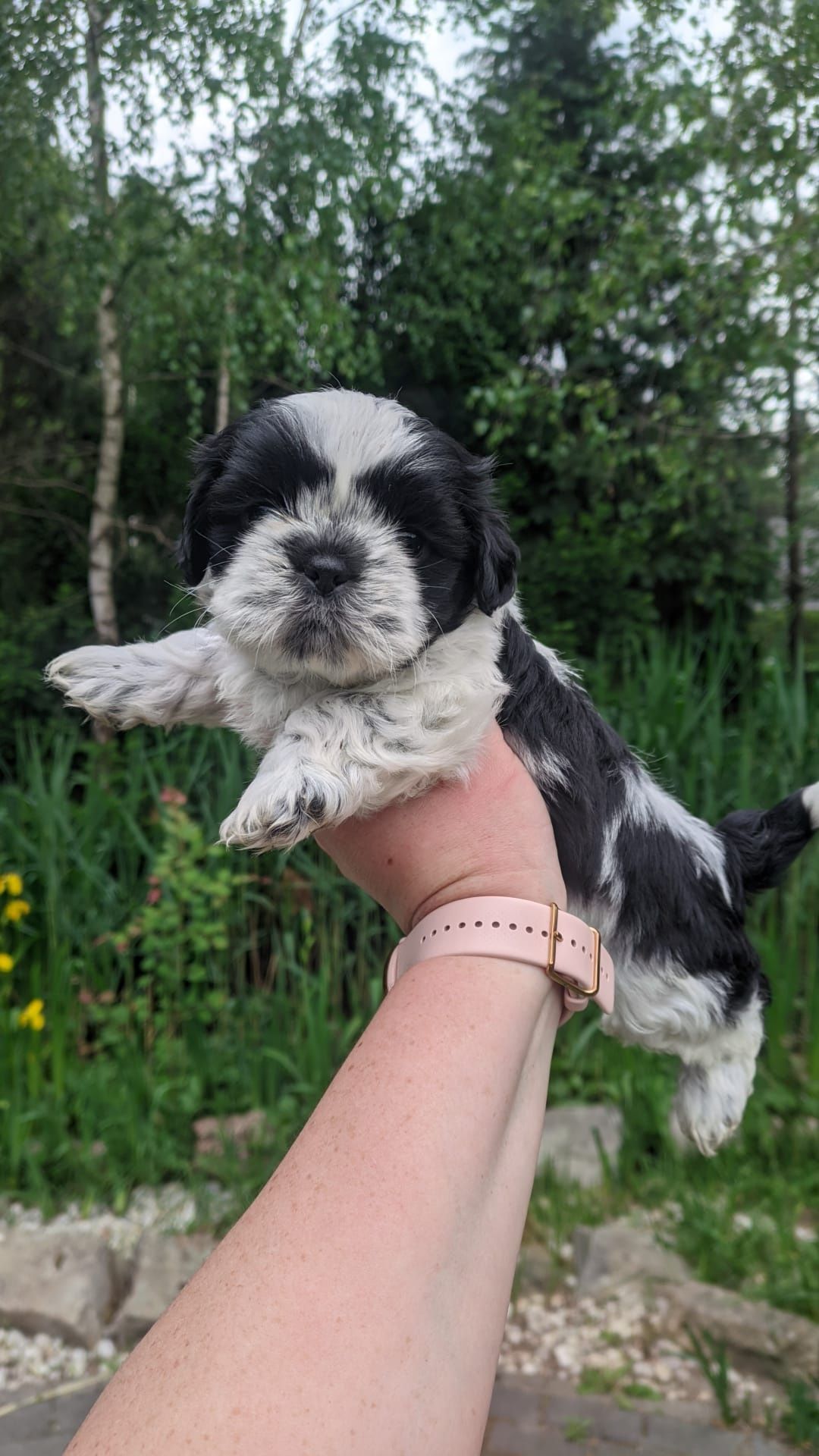 SHIH TZU biało czarne RODOWÓD chip wyprawka