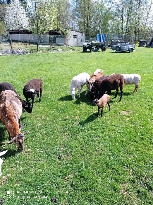 Sprzedam owce. Krzyżówka. Zapraszam.