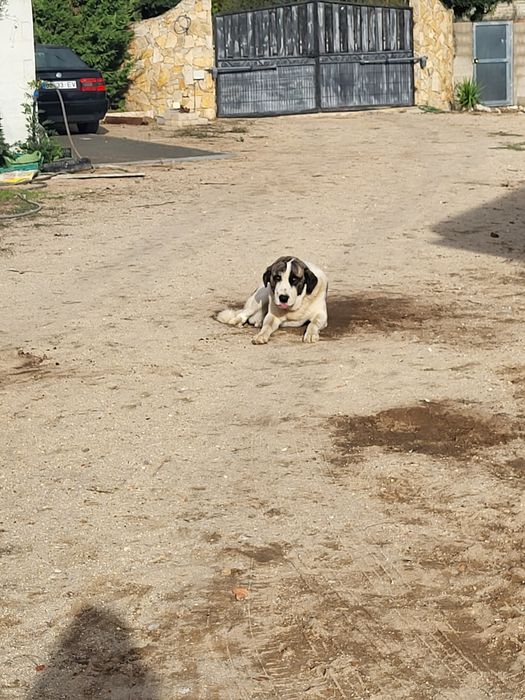 Dá-se Rafeiro Alentejo