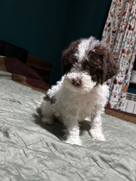 Lagotto Romagnolo  chłopiec