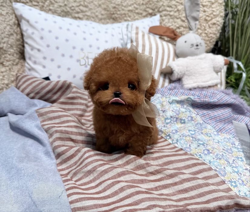 Caniche toy Fêmea prestigio