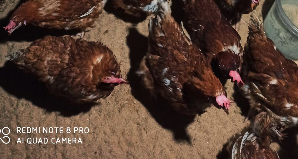 Продам червоні курочки вже несуться з БЕЗКОШТОВНОЮ ДОСТАВКОЮ