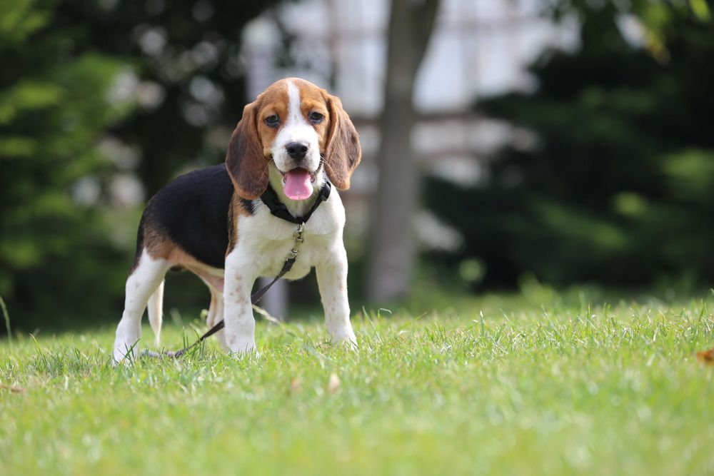 Beagle szczeniak