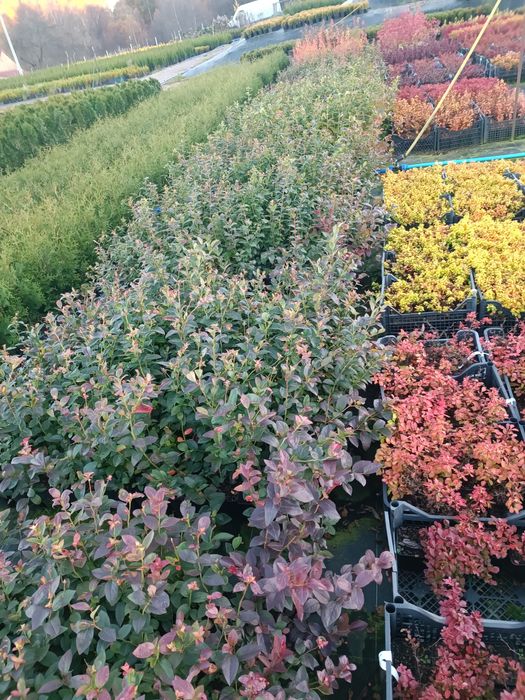 Borówka amerykańska