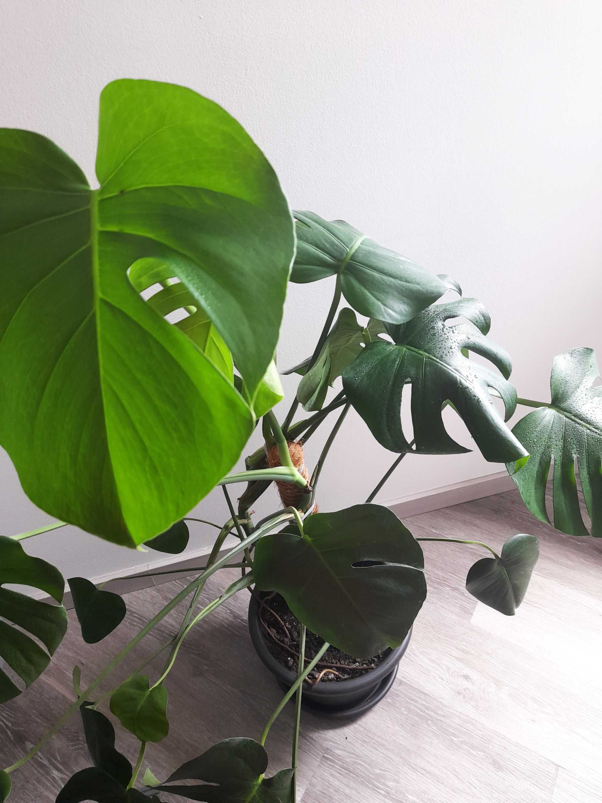 Monstera deliciosa / Costela de Adão / Planta natural