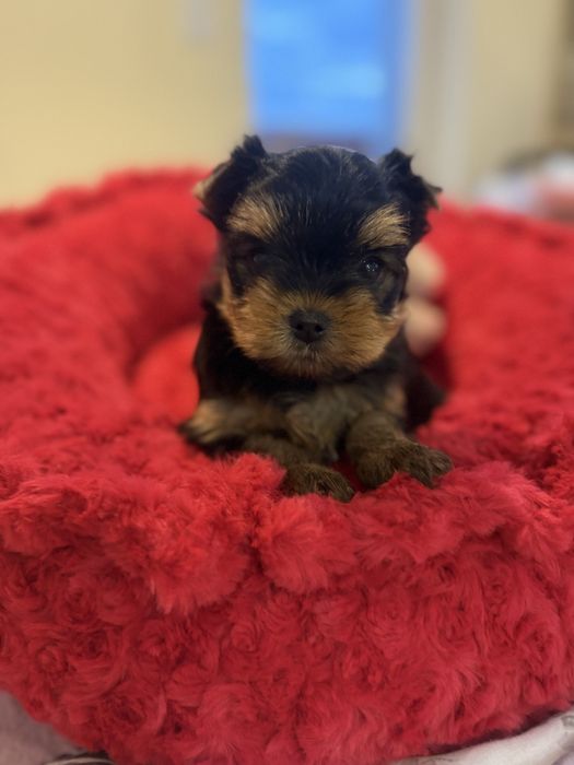 York Yorkshire terrier suczka rodowód ZKwP FCI