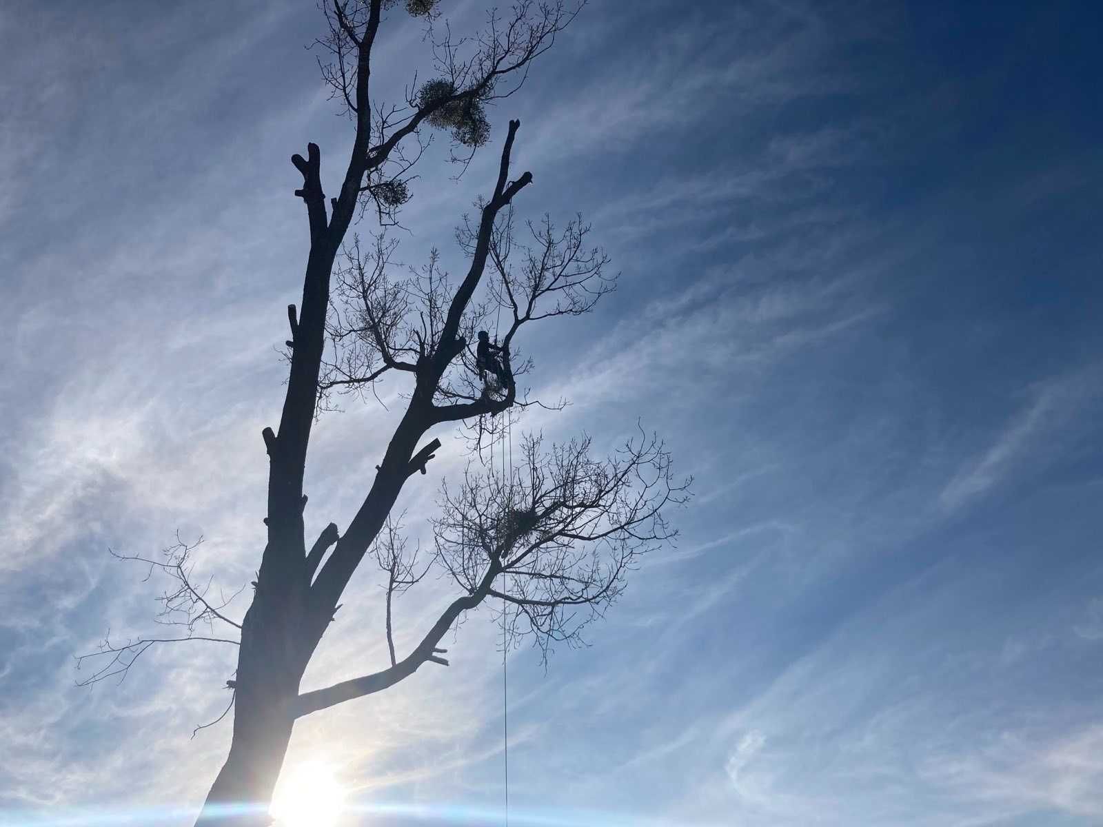 Wycinka drzew metodą alpinistyczną