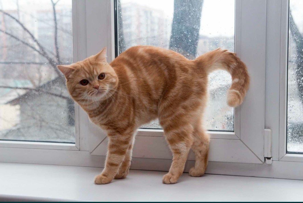 Продам мраморных котят.