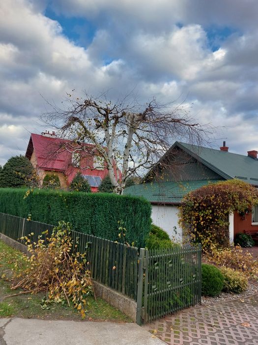 Wycinka Przycinka w trudno dostępnych miejscach podnośnik koszowy