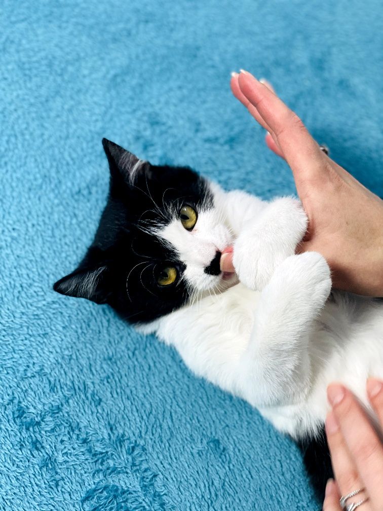 Лімончелло - лагідне кошеня в добрі руки.