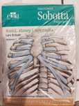 Fiszki Sobotta Anatomia Kości, stawy i więzadła