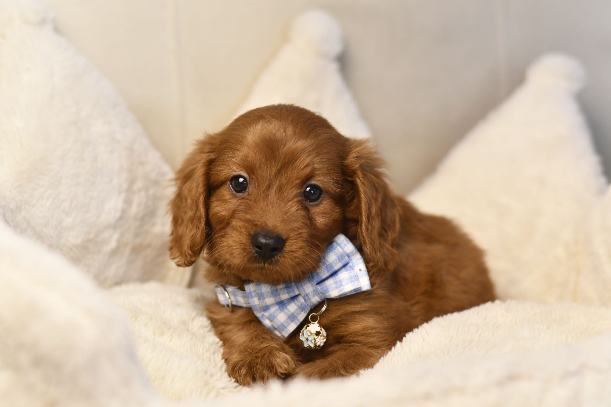 Cavapoo F1 RED BROWN wyjątkowy chłopiec gotowy do odbioru