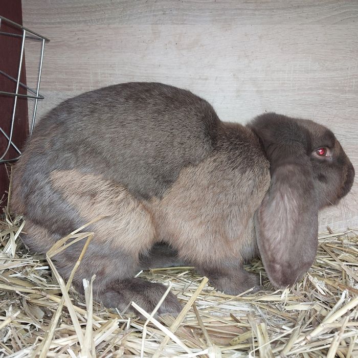 Sprzedam młodego samca barana francuskiego