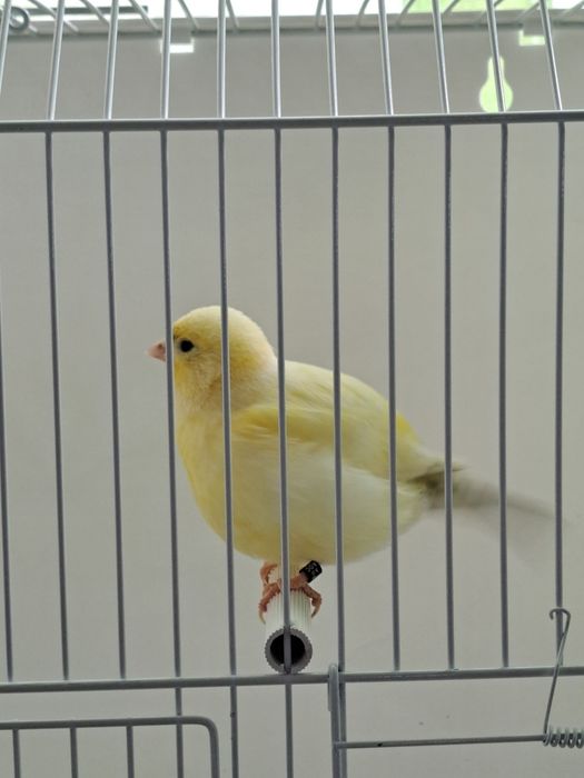 Canários Fife Fancy