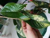 Aurea yellow variegata syngonium