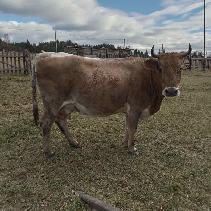 Продається корова