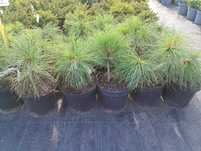 Sosna himalajska pinus wallichiana