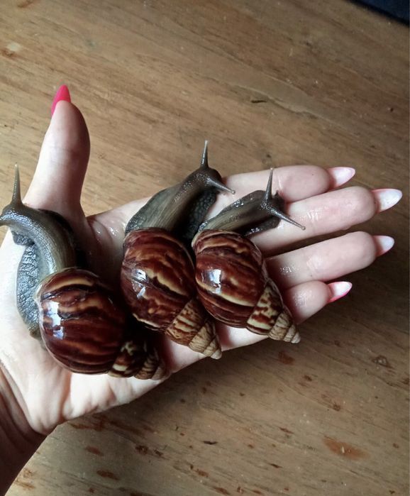 Ахатина фулика стандарт