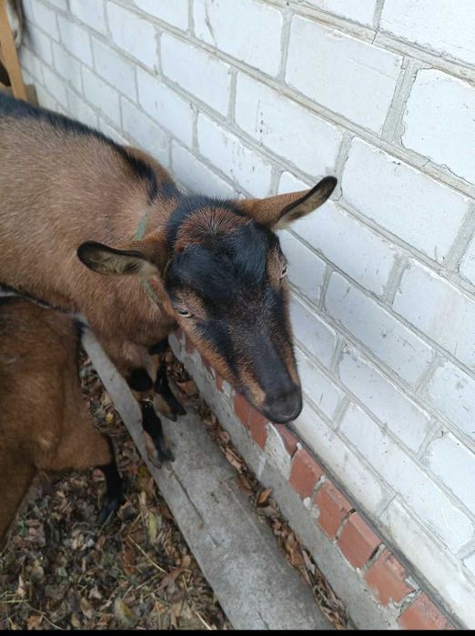 Обезрожу козлят,бескровно кастрирую козликов.