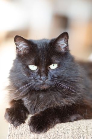 Красотка Фарба, 1,5 года, чёрная шикарная кошка