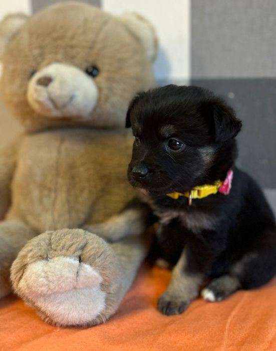 Mela psie dziecko szuka kochającej rodziny