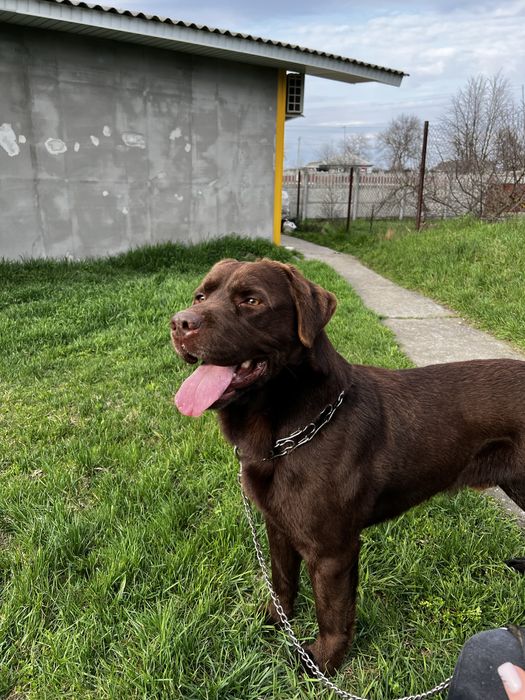 Злучка, вязка лабрадора